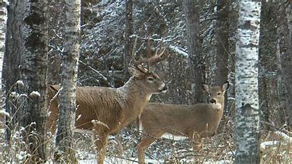 Deer Whitetail Hunting Saskatchewan Buck Wild Jim