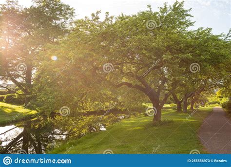 Beautiful Trees Along The River In The Park On A Clear Day Stock Image