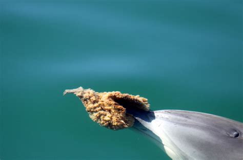 Why Dolphins Wear Sponges Science Aaas