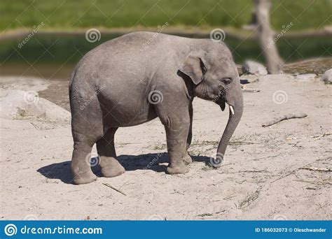 Cute Baby Elephant Calf Standing In Sandy Surface By A River And Grass