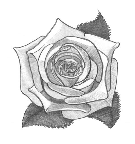 Rose Pencil Drawing Monochrome Image On Skitterphoto