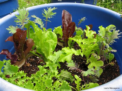 Know How To Grow Lettuce Indoors