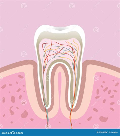 Human Tooth Cartoon Anatomy Chart Vector Illustration Cartoondealer