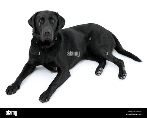 Black Labrador Retriever Dog Lying Down Cut Out Isolated On White