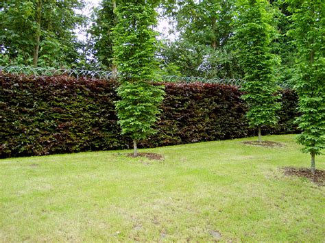 Purple Beech Instant Hedge Mature Hedging From