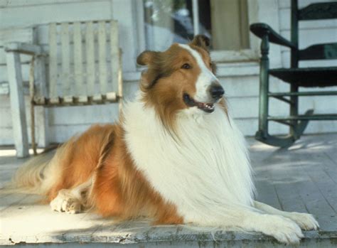 12 Most Famous Dogs In Literature Fictional Pups With Pictures Hepper