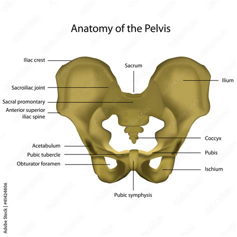 Anatomy Of The Pelvis Medical Vector Illustration Stock Gamesageddon