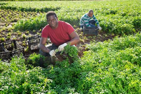 African American Farmer Picking Crop Of Leaf Parsley Stock Image