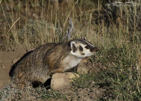 American Badger Looking At A Vehicle Mia Mcphersons On The Wing