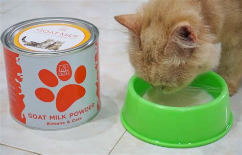 Andai saja anak kucing anda minum salah satu dari ketiga jenis susu. Kebaikan Susu Kambing Untuk Kucing Anda