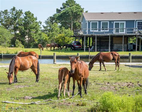 Corolla Wild Horses Photos Tours And Info