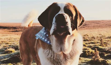 St Bernard Dogs Guide Exercise Needs Stories And Tips Borrowmydoggy