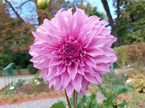 Dahlia Flower Meaning Symbolism And History A To Z Flowers