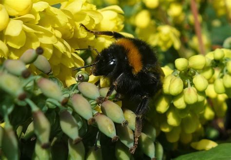 Urban Pollinators Winter Flowers For Bees And Other Pollinators
