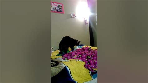 Caught My Cat Humping My Blanket Youtube