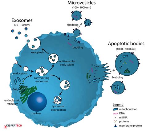 Extracellular Vesicle Biogenesis Dispertech