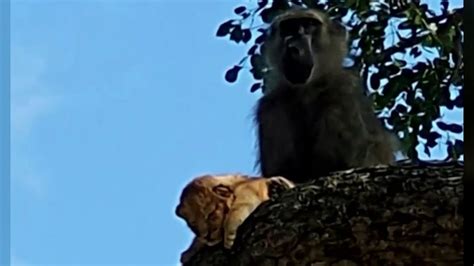 Lion King Baboon Caught On Video Grooming Lion Cub Youtube