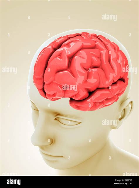The Of The Human Brain Hi Res Stock Photography And Images Alamy