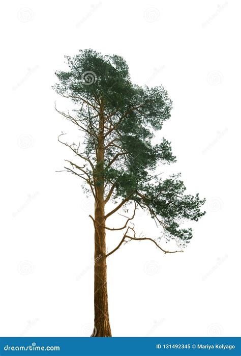 Pine Tree Isolated On White Background Stock Image Image Of Closeup