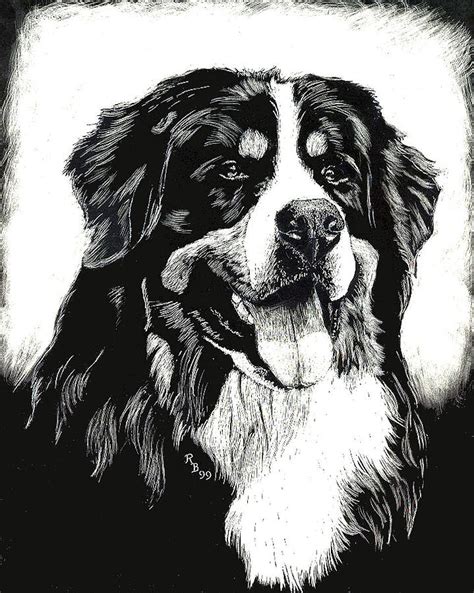 Bernese Mountain Dog Drawing By Rachel Hames