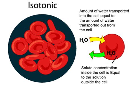 What happens to animal cell in hypotonic solution. SPM Biology: Types of Solution - Isotonic