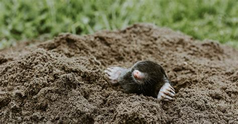 How To Get Rid Of Moles In Your Yard Naturally