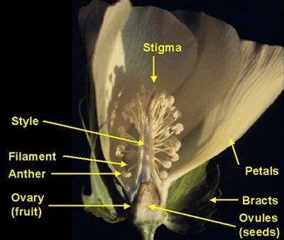 In many cases, the flower contains male and female parts, roughly equivalent to the male and female sexes of animals. 5: A cross-section of a mature cotton flower. The cotton flower... | Download Scientific Diagram
