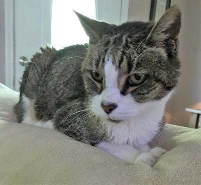 16 human years = 84 cat years. 16 year old cat suddenly refused to use the litter box