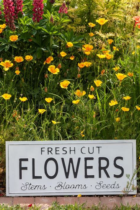 Garden Flowers With Fresh Cut Flower Sign 0749 Stock Image Image Of
