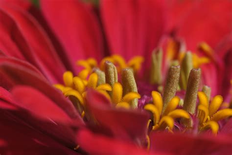 Fotos Gratis Fotografía Pétalo Florecer Polen Rojo Vistoso