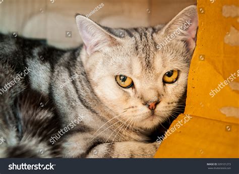 Cute Cat Stock Photo 509101273 Shutterstock