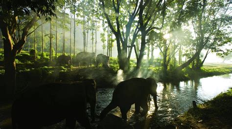 Nature Forest Animals Wildlife Outdoors Elephants