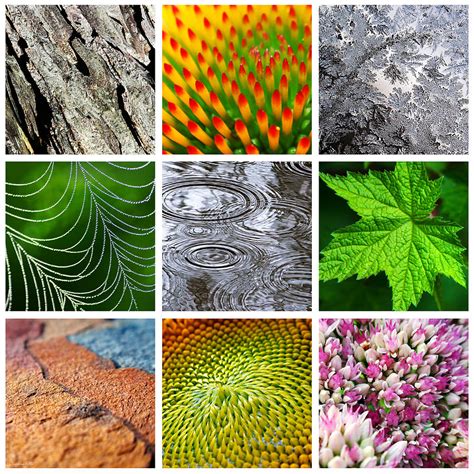 Nature Patterns And Textures Square Collage Photograph By Christina Rollo