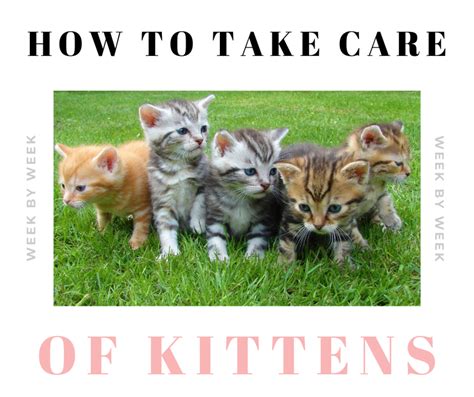 How To Take Care Of Newborn Kittens Week By Week Pethelpful