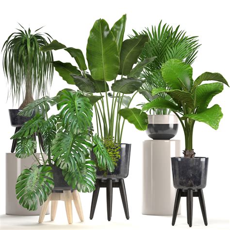 3D Collection of ornamental plants in pots | CGTrader