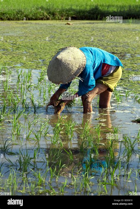 Old Vietnamese Man Picking Rice In A Paddy Field Stock Photo Alamy