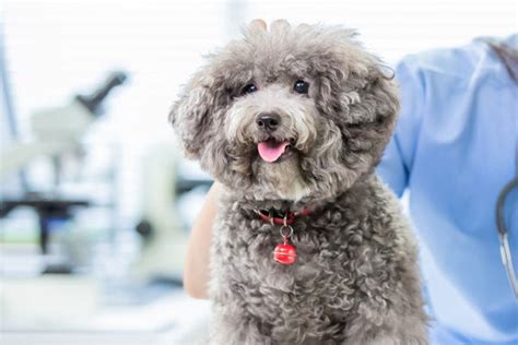 How Dogs Can Help Manage Diabetes
