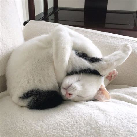 50 Funny Cats Sleeping In Weird Positions And Places Lazy Pet Owner