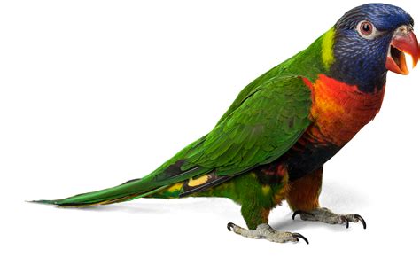 Green Parrot Png Download Image Png Arts