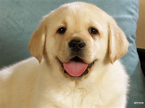 74 Cute Dogs Wallpapers On Wallpapersafari