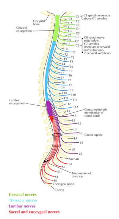 Spinal Nerve Anatomy Poster Spine Nerves Chart Spinal Nerve Spinal My