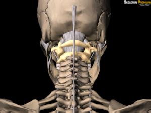 The thoracic spine starts beneath the neck and is comprised of 12 vertebrae, labeled t1 through t12, which go down the back of the torso (figure 1). Anatomy 101: the upper cervical spine — Rayner & Smale