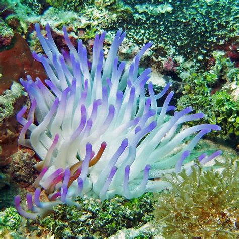 Anemone Coral Reef Providencia Island Caribbe Colom José