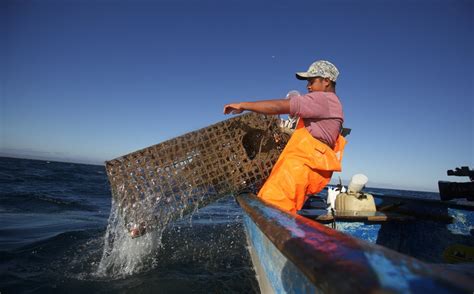 En Riesgo 43 Especies Pesqueras Que Se Consumen En México Grupo Milenio