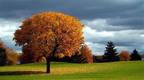 Nature Trees Forest Branch Landscape Fall Leaves Grass Field