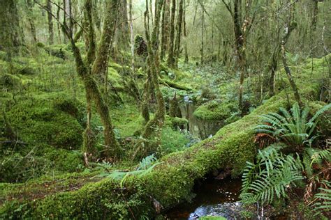 Free Images Tree Swamp Wilderness Stream Jungle Spruce