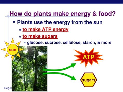 We did not find results for: PPT - Photosynthesis: Life from Light and Air PowerPoint ...