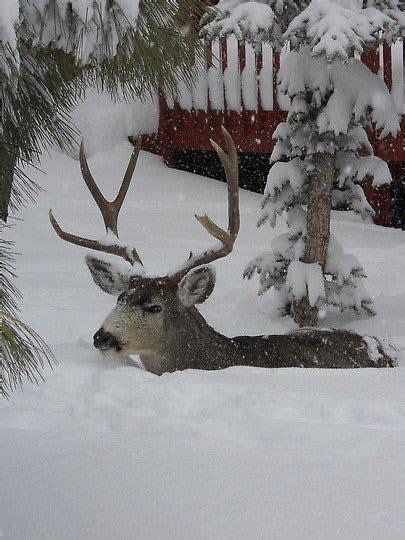 36 Best Deep Snow Images On Pinterest Winter Snow Snow And Adventure