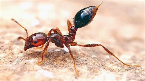 Explainer All You Need To Know About Fire Ants And Why Theyre So