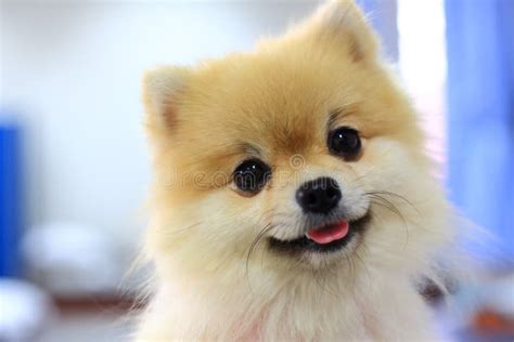 Pomeranian Dog Cute Happy Smile Stock Photo Image Of Doggy Emotions
